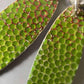 Green Textured Enamel Earrings - MaisyPlum